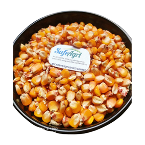 Maïs jaune indien de haute qualité pour l'alimentation des animaux 14% humidité maximale AD couleur jaune séchée maïs de qualité supérieure utilisé comme farine de poisson - Product Image 2