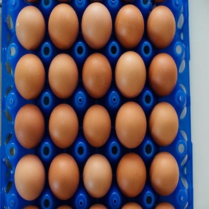 Mua Trang Trại Tươi Trứng Gà Nâu Và Trắng Vỏ Cao Cấp Chất Lượng Trứng Khỏe Mạnh Tại Giá Rẻ - Product Image 6