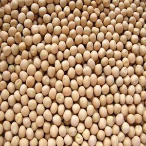 Pois ronds crème ou blancs séchés, herbes et épices naturelles de qualité supérieure, 25 kg, Égypte, mélange pour la vente - Product Image 1