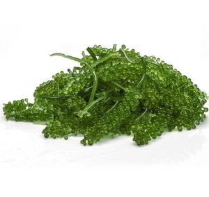 Caulerpa racemosa caviar vert de qualité supérieure naturel raisins de mer salés meilleur prix caviar vert - Product Image 4