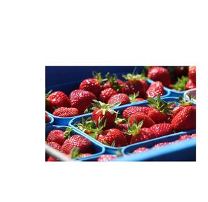 Baies fraîches de haute qualité Grande taille Sweet Clean Fraises Dégustation en gros - Product Image 5