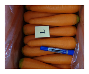 New Crop From Vietnam - <b>Fresh</b> Farm Vegetables <b>Carrot</b> with Cheap Price - Export Worldwide - Product Image 1
