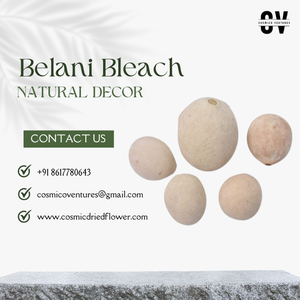 Bleach Belani de calidad superior para plantas de flores decorativas DIY para bodas, eventos en casa, arreglos de oficina, exhibiciones de flores secas - Product Image 5