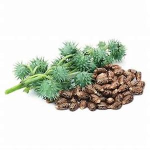 Vente en gros de graines de ricin naturelles, produit agricole au prix de gros - Product Image 3