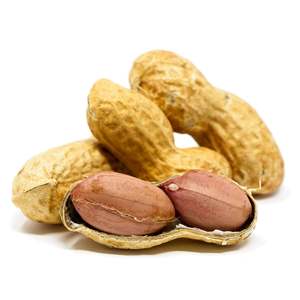 High Quality Organic Natural Shelled <b>Peanuts</b> Available at Competitive Prices - Product Image 6