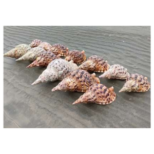 Elegante Triton Shell Natural Ocean Decoración Superficie suave y brillante Triton Shell de Vietnam Proveedor para Decoración - Product Image 5