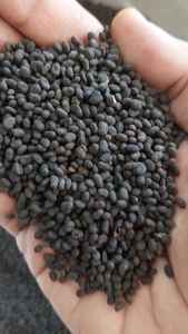 En gros Babchi Graine Herbe Psoralea Corylifolia Graines Racine Épice Approvisionnement En Vrac De l'Inde Fabricant - Product Image 5