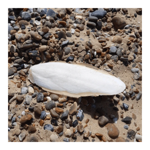 El mejor vendedor Cuttlebone blister de hueso de sepia seco disponible en Vietnam - Product Image 1