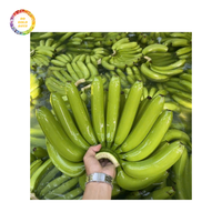 Groothandel Vietnamese Premium Verse Cavendish Banaan Custom Logo Groene Banaan | Vietnam Highland Banaan
