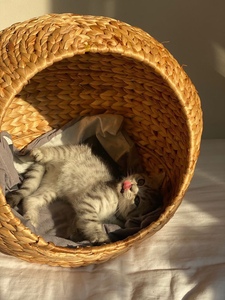 Handmade Nước Hyacinth Mèo Giường Từ Việt Nam Phong Cách Và Ấm Áp Haven Cho Bạn Lông Thú Sinh Thái Yêu Thương Động Vật Khuôn Mẫu Nhà - Product Image 3