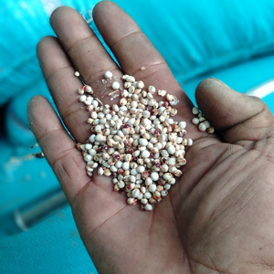 เมล็ดข้าวฟ่างคุณภาพสูง ยี่ห้อ Job Tears บินห์ถวน เวียดนาม อายุการเก็บรักษา 12 เดือน จัดเก็บแบบแห้ง รับผลิตแบบ OEM รุ่น VSF_CS_002 ขายส่งสำหรับการเกษตร - Product Image 2