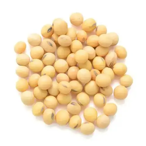 Top Qualität Nicht-GVO-Sojabohnen Sojabohnen-Samen bio für die besten Marktpreise