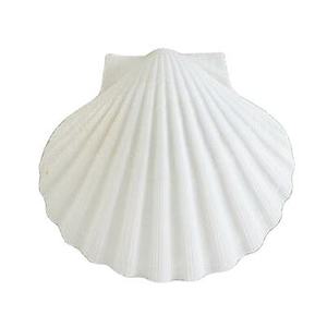 Conchas de Vieira Personalizadas de Marca, Conchas Marinas Ecológicas Pulimentadas para Manualidades Decorativas, Fabricación OEM - Product Image 2