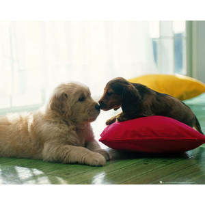 Puppy Kiss <b>Poster</b> Made of Durable Paper Material - Product Image 1