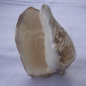 Cymbiola sculpture bouddha ornement style coquillage bijoux sculpture bouddha ornement en style religieux coquille matériel - Product Image 5
