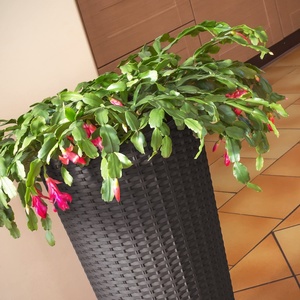 Pentola Rato da 64 litri con inserto 40 x 40 x 76,3 cm in colore ocra scuro - Product Image 5