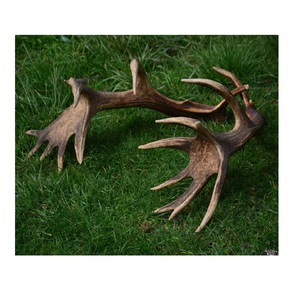 Cheap Deer Antlers / Wholesale Premium Quality Red Deer Antlers - Product Image 5