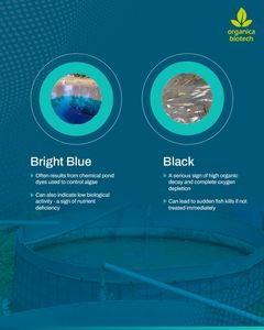 Galaxy pinto tigre crevettes probiotique avec-BIOCLEAN AQUA - Product Image 2