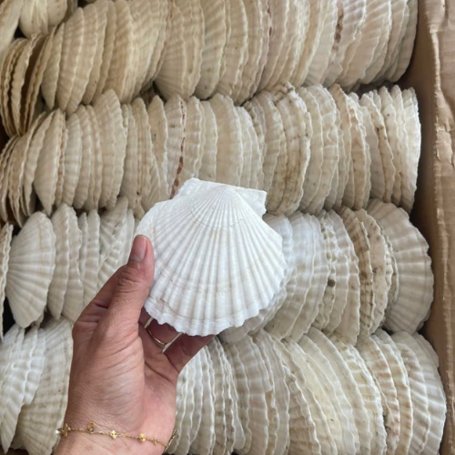 BEST PRICE SEASHELL READY to EXPORT - SCALLOP SHELL - SEASHELL CRAB SHELL for CRAFTS