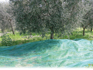 Rete Antispina per Olive Mt.10x12 - Product Image 1