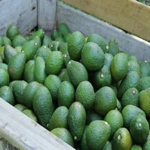 <b>Fresh</b> Organic Hass <b>Avocados</b> Tropical France Origin Grade a - Product Image 6