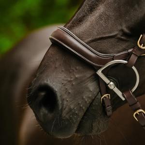 Bride de cheval multifonctionnelle de saut anatomique de qualité supérieure coutures contrastées blanches avec raccords en laiton pneu et muserolle - Product Image 2