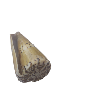 Conus Capitaneus SEASHELL Bijoux en coquillage poli, motif vert jaune, coquille Caspla taille 6-8cm - Product Image 5