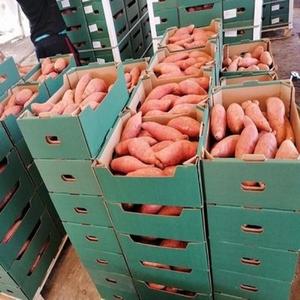 <b>Fresh</b> <b>Sweet</b> <b>Potatoes</b> Factory Price Professional Export Wholesalers <b>Fresh</b> <b>Potato</b> Supplier - Product Image 6