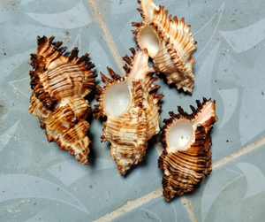 VIETNAM VENTE EN GROS COQUILLE DE MER SIGNIFIANT DES CADEAUX FUL-ARTISANAT NATUREL EN COQUILLE DE MER MULTI FORME ET TAILLE PRÊT À EXPÉDIER - Product Image 2