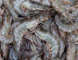 Camarones Vannamei Congelados de Primera Calidad, Tamaño Grande, Mariscos para Suministro al por Mayor - Product Image 4