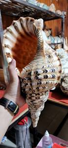 Conchas de Caracol Natural y Conchas de Trompeta para Decoración con Temática Costera, Manualidades y Aplicaciones de Exhibición en Interiores - Product Image 2