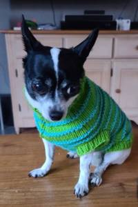 Striped <b>Wool</b> Dog Sweater Candy Corn Colors-Orange <b>Yellow</b> White Luxury Style for Extra Small for Autumn Fall Spring Christmas - Product Image 6