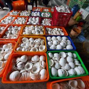 Délice de viande de noix de coco séchée du Vietnam: collation aromatique pour la cuisson, les smoothies et les desserts avec saveur de viande de noix de coco séchée pure - Product Image 2