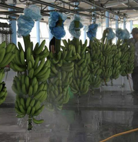 Vietnamse verse Cavendish bananen, geproduceerd met handgekozen fruit voor detailhandel, horeca en wereldwijde distributie.