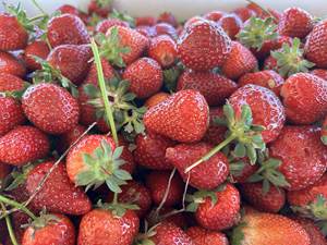 Fresas y Bayas Frescas Naturales y Saludables, Provenientes de Granjas, a Precios Competitivos, en Venta - Product Image 6