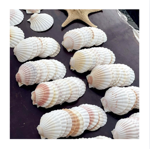 Auténticas conchas de vieiras de aguas profundas con texturas naturales para detalles sofisticados de bodas en la playa y decoración de mesas para invitados. - Product Image 1
