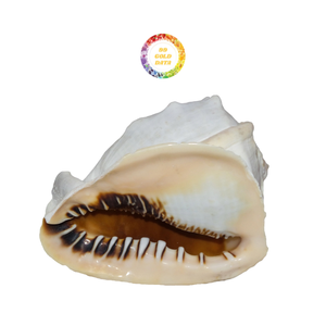 Conchas de casco con cuernos de primera calidad para una decoración costera única procedente de Vietnam a precios razonables - Product Image 1