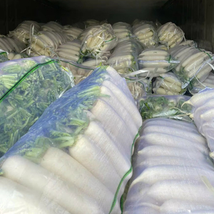 Rábano fresco a granel del proveedor Bao Tram Anh Vietnam Producto agrícola - Product Image 2