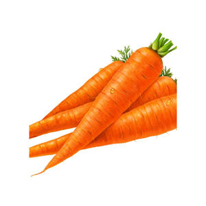 Carottes fraîches de qualité export cultivées selon des pratiques agricoles de qualité - Product Image 3