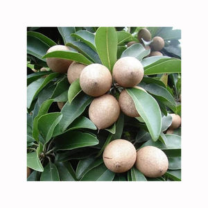 Chikoo Fresco, Sapota Orgánica, Fruta Tropical Dulce, Exportador de Calidad Premium, Venta al por Mayor, Productos Agrícolas a Granel - Product Image 3