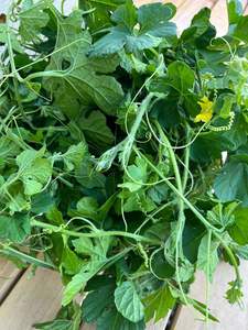 แตงโมขมแช่แข็ง/มะระขี้นกส่งออกพรีเมี่ยมจากเวียดนามคิมมินห์ระหว่างประเทศ - Product Image 3