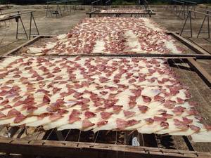 Calmar séché disponible pour la consommation en collation, la cuisson au grill, la préparation culinaire et la distribution au détail, soutien au Vietnam - Product Image 2