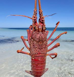 Langostas Australianas Congeladas de Primera Calidad, Mariscos Crudos Enteros para Exportación, Restaurantes y Suministro Minorista - Product Image 4