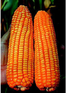 El maíz amarillo de cultivo es rico en fibra dietética, vitaminas (A, B, E y K) Minerales magnesio potasio y fósforo Servicio OEM. - Product Image 5