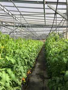 Coco Peat Grow Bags Organic <b>Coconut</b> Coir Material Chip <b>Substrate</b> for Tomato Planting - Product Image 4