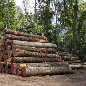 Fast Delivery <b>Cheap</b> Price High Quality Oak Logs Timber FR Origin 24 Months <b>Shelf</b> Life Factory Direct Wholesale Bulk Order Stock - Product Image 6