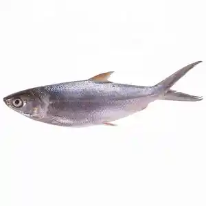 Supplier for frozen fish importers frozen ribbon sardine mackerel fish all kinds of frozen fish