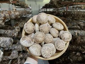 Hongo Shiitake Seco Orgánico de Alta Calidad de Vietnam, Mejor Precio, Empaque a Granel, Proceso de Secado al Aire, Directamente de DC - Product Image 3