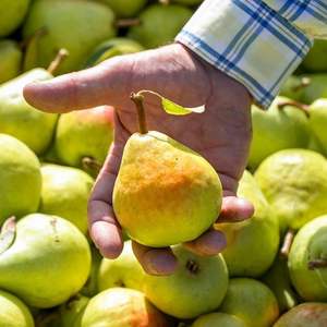 Pêres fraîches parfumées - Qualité supérieure 180g-250g - Douces et juteuses - Approvisionnement en vrac avec une durée de conservation de 21 à 30 jours - Product Image 6