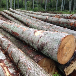 Arena para gatos sin polvo de madera de pino que absorbe el sonido, viga de pino, madera con ranuras y precios de madera - Product Image 6